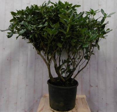 Rododendron 120 cm rood Warentuin Natuurlijk - Warentuin natuurlijk Rododendron 120 cm rood Warentuin Natuurlijk - Warentuin natuurlijk