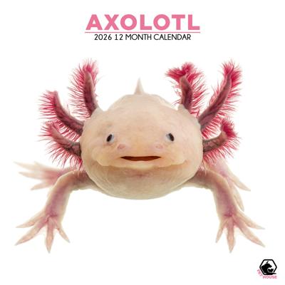 Axolotl Kalender 2026