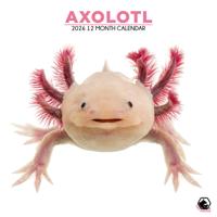 Axolotl Kalender 2026