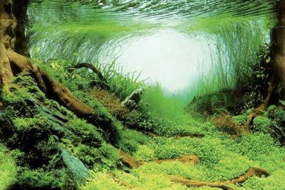 Superfish deco poster c5 120x61 cm - Superfish