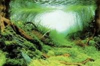 Superfish deco poster c5 120x61 cm - Superfish