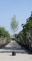 Witte wilg Salix alba h 550 cm st. omtrek 19 cm - Warentuin Natuurlijk
