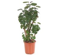 Polyscias Fabian (Aralia) - P 24 cm Polyscias Fabian (Aralia) - P 24 cm