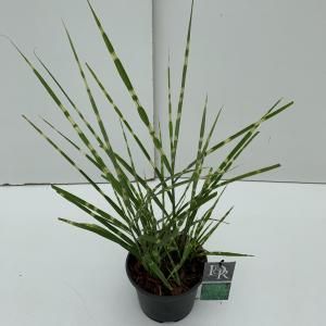 Prachtriet (Miscanthus sinensis "Strictus") siergras - In 3 liter pot - 1 stuks