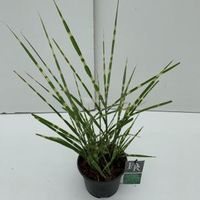 Prachtriet (Miscanthus sinensis "Strictus") siergras - In 3 liter pot - 1 stuks - thumbnail