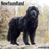 Kalender 2025 Newfoundlander