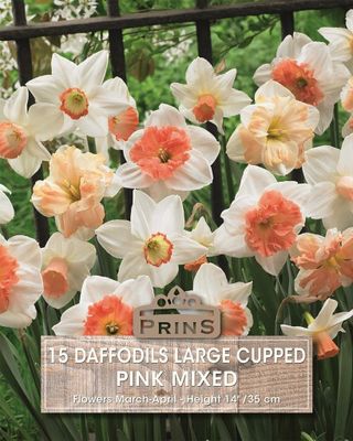 Prins Narcis daffodils large cupped pink mix 15 bollen