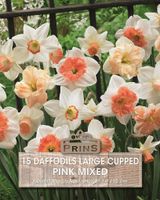 Prins Narcis daffodils large cupped pink mix 15 bollen