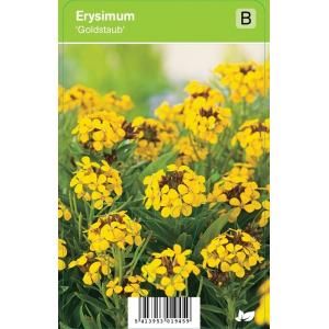 Muurbloem (erysimum "Goldstaub") voorjaarsbloeier - 12 stuks