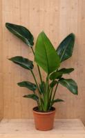 Paradijsvogelbloem Strelitzia Nicolai potmaat 21 cm H110-130 cm (kan in de zomer buiten) Warentuin Natuurlijk - Warentuin natuurlijk