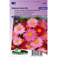 Chrysanthemum zaden Robinsons Giants mix margriet