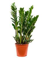Zamioculcas zamiifolia - Toef