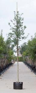 Zomereik Quercus robur h 350 cm st. omtrek 12 cm - Warentuin Natuurlijk