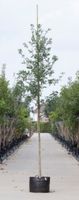 Zomereik Quercus robur h 350 cm st. omtrek 12 cm - Warentuin Natuurlijk - thumbnail