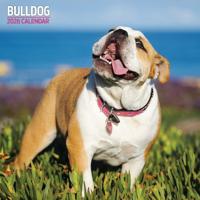 Engelse Bulldog Kalender 2026