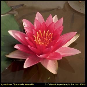 Rode waterlelie (Nymphaea Charles de Meurville) waterlelie - 6 stuks