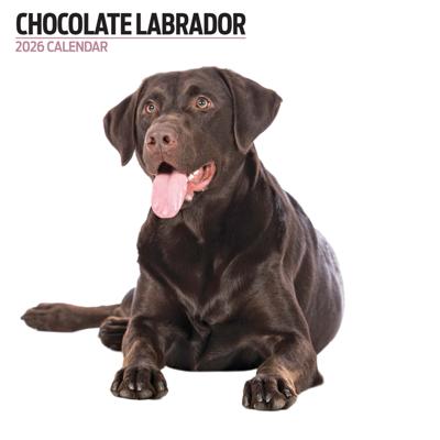 Labrador Retriever Bruin Modern Kalender 2026
