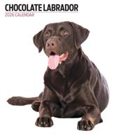 Labrador Retriever Bruin Modern Kalender 2026