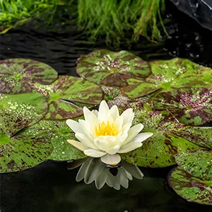 Gele waterlelie / Nymphaea 'Marliacea Chormat.'