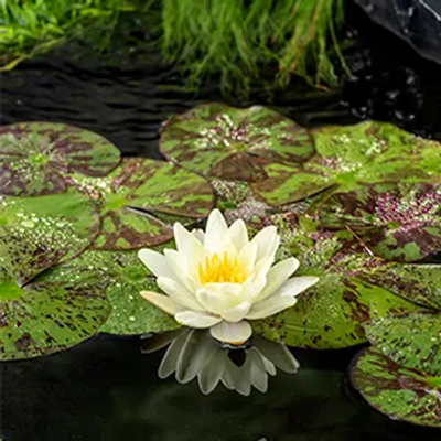 Gele waterlelie / Nymphaea 'Marliacea Chormat´