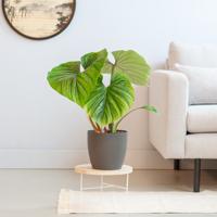 Philodendron Plowmanii - P15
