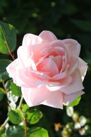 Roze Klimroos