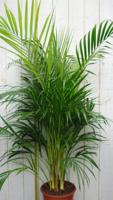 Kamerplant Arecapalm 120 cm - Warentuin natuurlijk