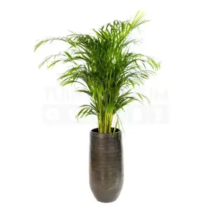 Vaas Tokio groen Ø30 + Dypsis Lutescens (Areca) ± 140 cm