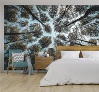Fotobehang bomen boomtoppen
