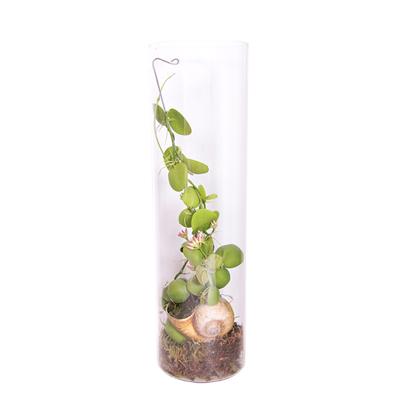 Dischidia Snail Glas - P 10 cm