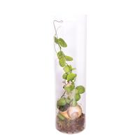 Dischidia Snail Glas - P 10 cm Dischidia Snail Glas - P 10 cm