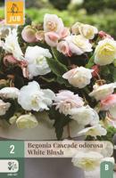 Begonia cascade odorosa white blush