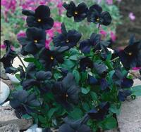 Viola (C) Molly Sanderson Samplant - Samplant