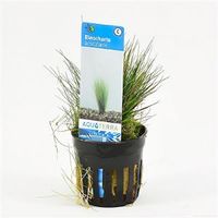 Eleocharis acicularis - 6 stuks - aquarium plant - thumbnail