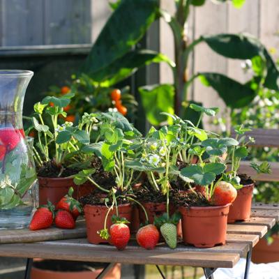 Aardbeienplanten Box