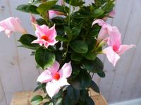 Dipladenia Mandevilla Sundaville roze 90 cm - Warentuin natuurlijk