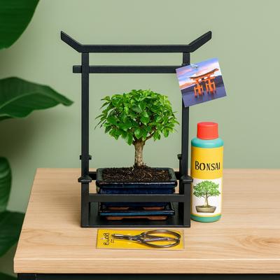 Bonsai starter kit (Voor beginners)