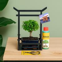Bonsai starter kit (Voor beginners)