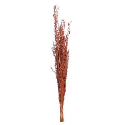 Droogbloemen Alfonso Gras - 100 cm