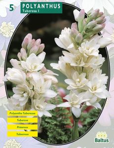Zomer Bloembollen Polyanthus Tuberosa per 5 - Baltus