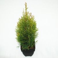 Westerse levensboom (Thuja occidentalis "Smaragd") conifeer - thumbnail