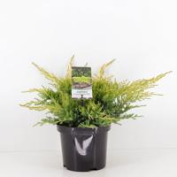 Juniperus pfitzeriana gold star 35 cm - Warentuin natuurlijk