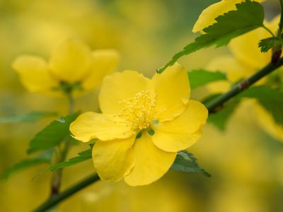 Ranonkelstruik Kerria japonica
