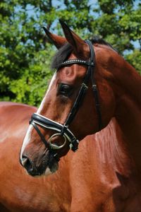 Döbert Hoofdstel Stallmeister Veere