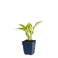 Hosta Night Before Christmas vaste plant Griffioen - Griffioen