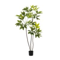 Schefflera