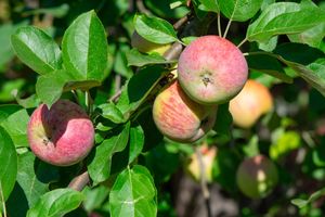 Halfstam dikke Appelboom