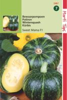 Pompoenen Nutty Delica F1 Hybride - Hortitops