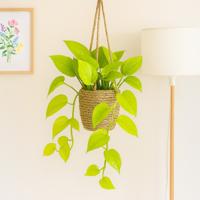 Scindapsus Pothos Gold - P15