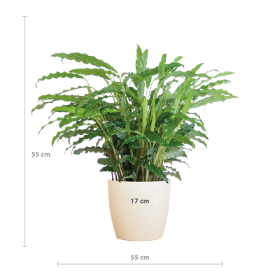 Calathea Rufibarba met Viber wit - 55cm - Ø17